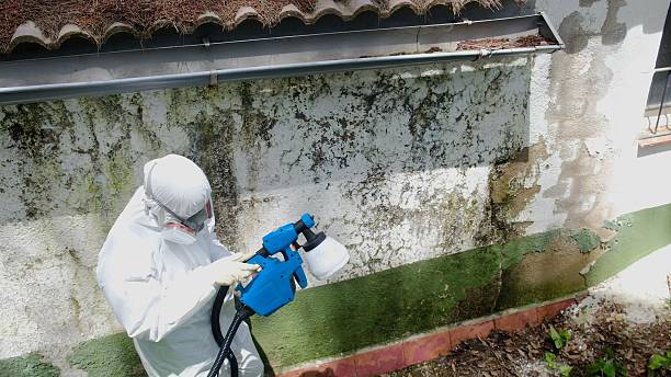 Trusted Mold Inspection service in Rockford, MI - Cheap Mold Removal